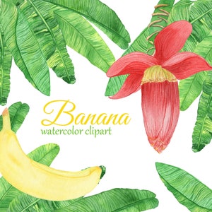 Aquarell Banane Clipart. Banane Blume PNG. Tropisches Bananenblatt