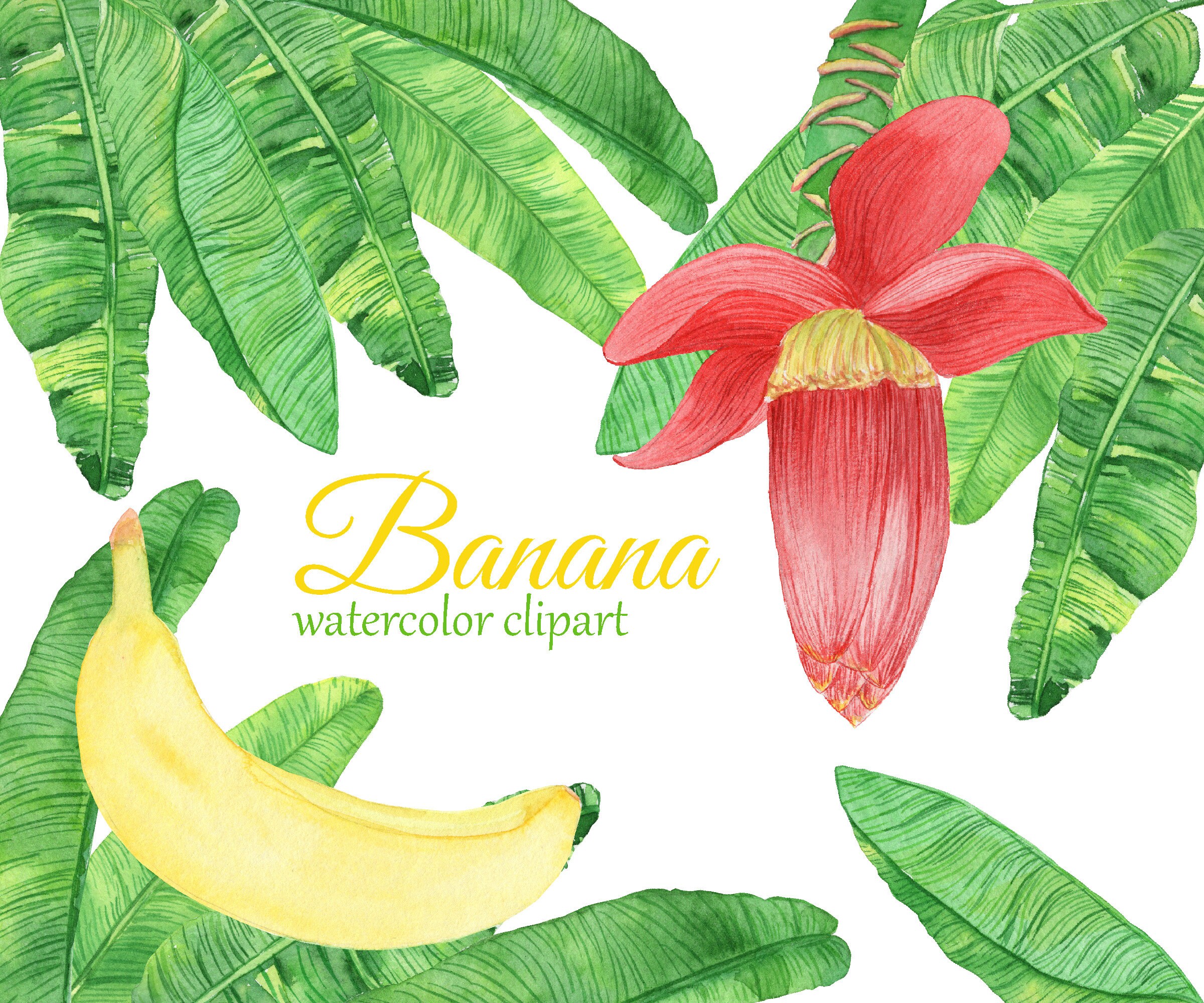 Watercolor Banana Clipart. Banana Flower PNG. Tropical Banana Etsy