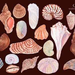 May include: Watercolor illustration of seashells in various shapes, sizes, and colors. The shells are painted in shades of brown, pink, white, blue, and green. The illustration is set against a dark brown background. Seashells watercolor clipart.