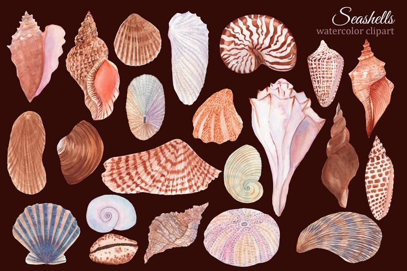 May include: Watercolor illustration of seashells in various shapes, sizes, and colors. The shells are painted in shades of brown, pink, white, blue, and green. The illustration is set against a dark brown background. Seashells watercolor clipart.