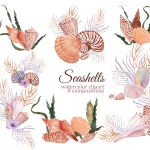 May include: Watercolor illustrations of seashells in various arrangements. The illustrations feature a variety of seashells, including nautilus, scallop, and conch shells. The illustrations are set against a white background.