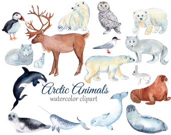 Arctic Animals Watercolor Clipart, Winter Clipart, Polar Bear Clipart, Walrus PNG, Seal Clipart