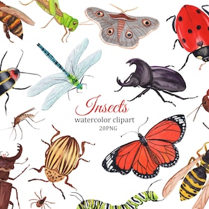 Insects watercolor clipart, minibeast clipart, summer clipart, beetle PNG, bug clipart, butterfly, dragonfly