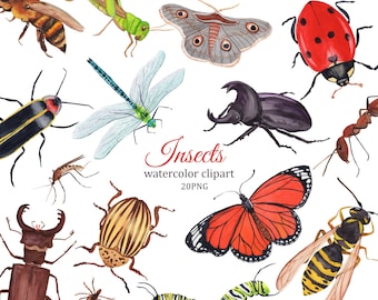 Insectos acuarela clipart, minibeast clipart, clipart de verano, escarabajo PNG, clipart de insectos, mariposa, libélula