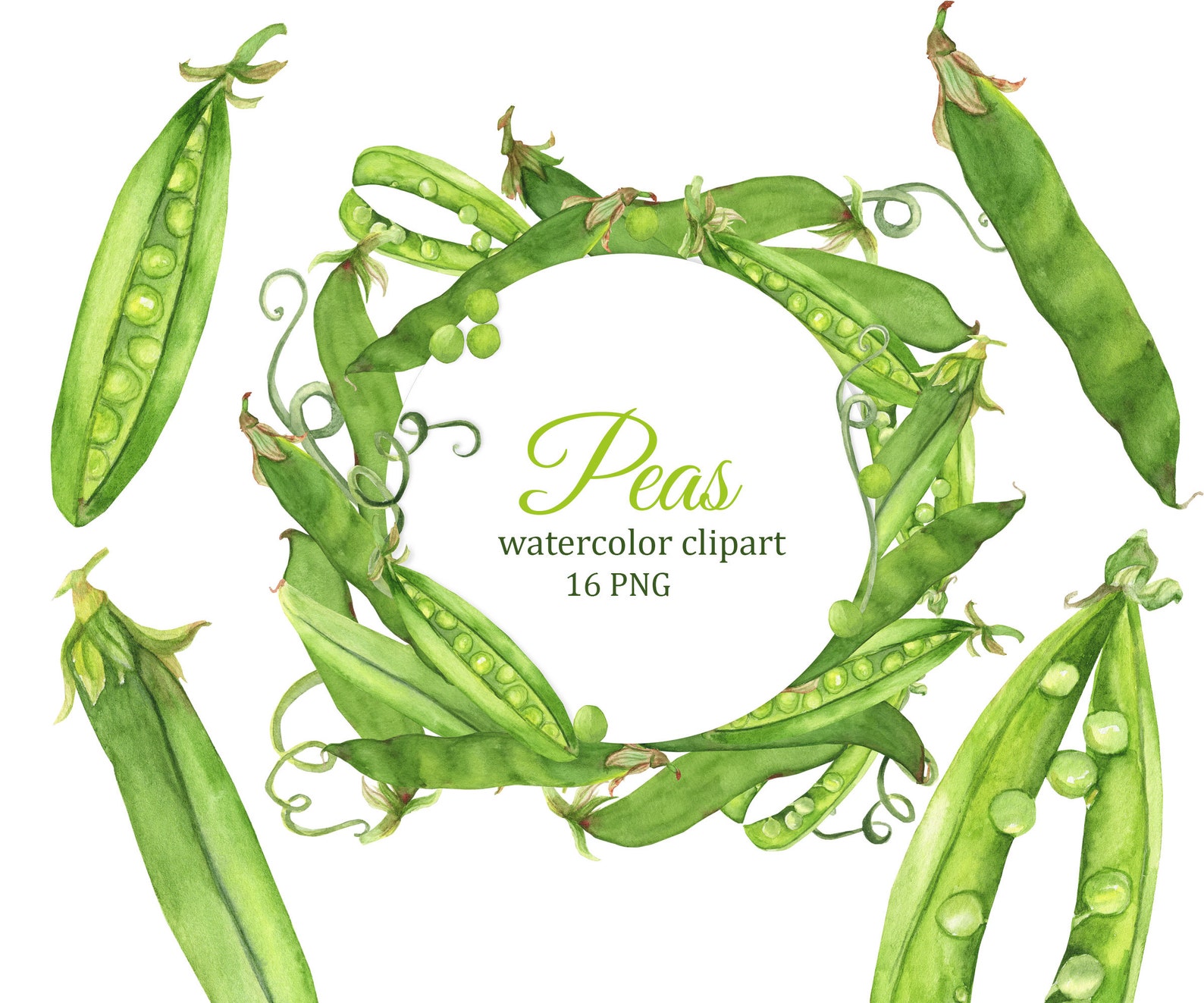 Green Pea Watercolor Clipart, Green Beans PNG Clip Art, Peas Frames and ...