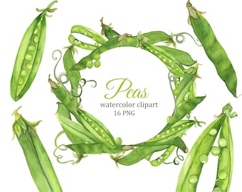 Green pea watercolor clipart, green beans PNG clip art, peas frames and border, fresh vegetables, culinary clip art, food clipart