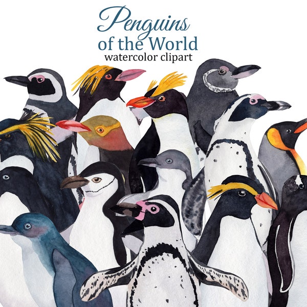 Penguins watercolor clipart, winter birds PNG, nature art, Emperor penguin, King penguin, Chinstrap, Rockhopper