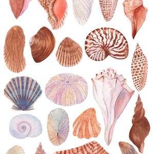 May include: A collection of 19 watercolor seashells in various shapes, sizes, and colors. The seashells are painted in shades of pink, blue, brown, and white. The image is labeled "Seashells watercolor clipart".