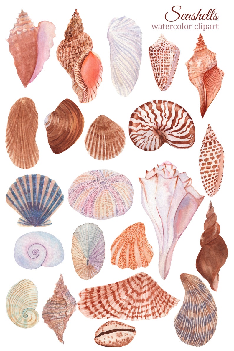 May include: A collection of 19 watercolor seashells in various shapes, sizes, and colors. The seashells are painted in shades of pink, blue, brown, and white. The image is labeled "Seashells watercolor clipart".