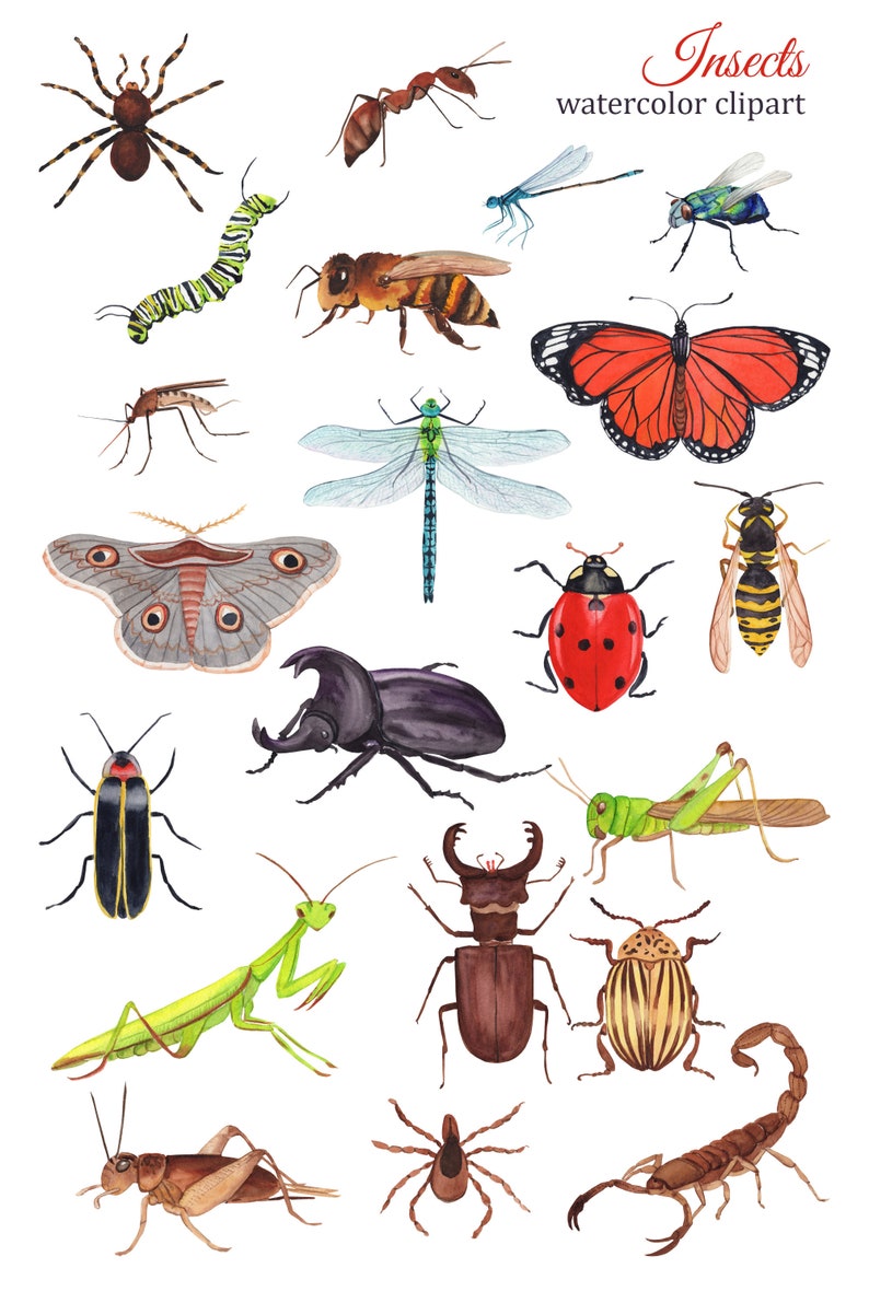 Insects Watercolor Clipart Minibeast Clipart Summer Clipart - Etsy