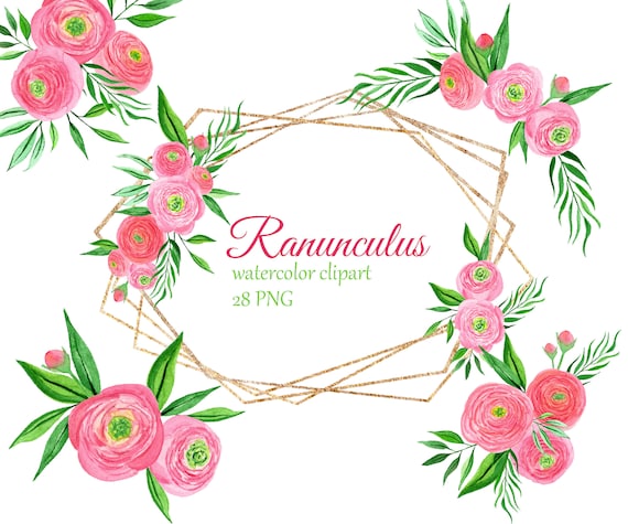Watercolor pink ranunculus bouquets clipart. Floral frame | Etsy