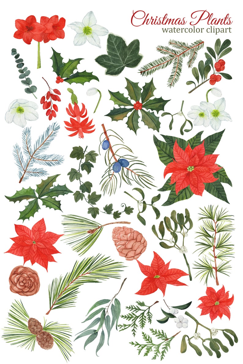 Christmas Plants Watercolor Clipart Winter Greenery and - Etsy