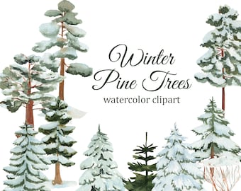 Winter pine trees watercolor clipart, spruce PNG, forest illustration, forest wedding clipart