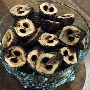 Black Walnut Shell Halves: Rustic Organic Craft Supply, Squirrel Cut Walnuts