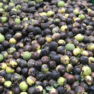 Black Walnuts In Husk, Crafting, Black Walnut Hulls, Baking, DIY Crafts, Natural Dyes, Wild Harvested, No Pesticide, Organic Dye, Black Husk