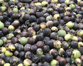 Peut inclure: Un récipient vert rempli d'une grande pile de noix noires et vertes. Les noix sont à différents stades de maturité, certaines étant fendues.
