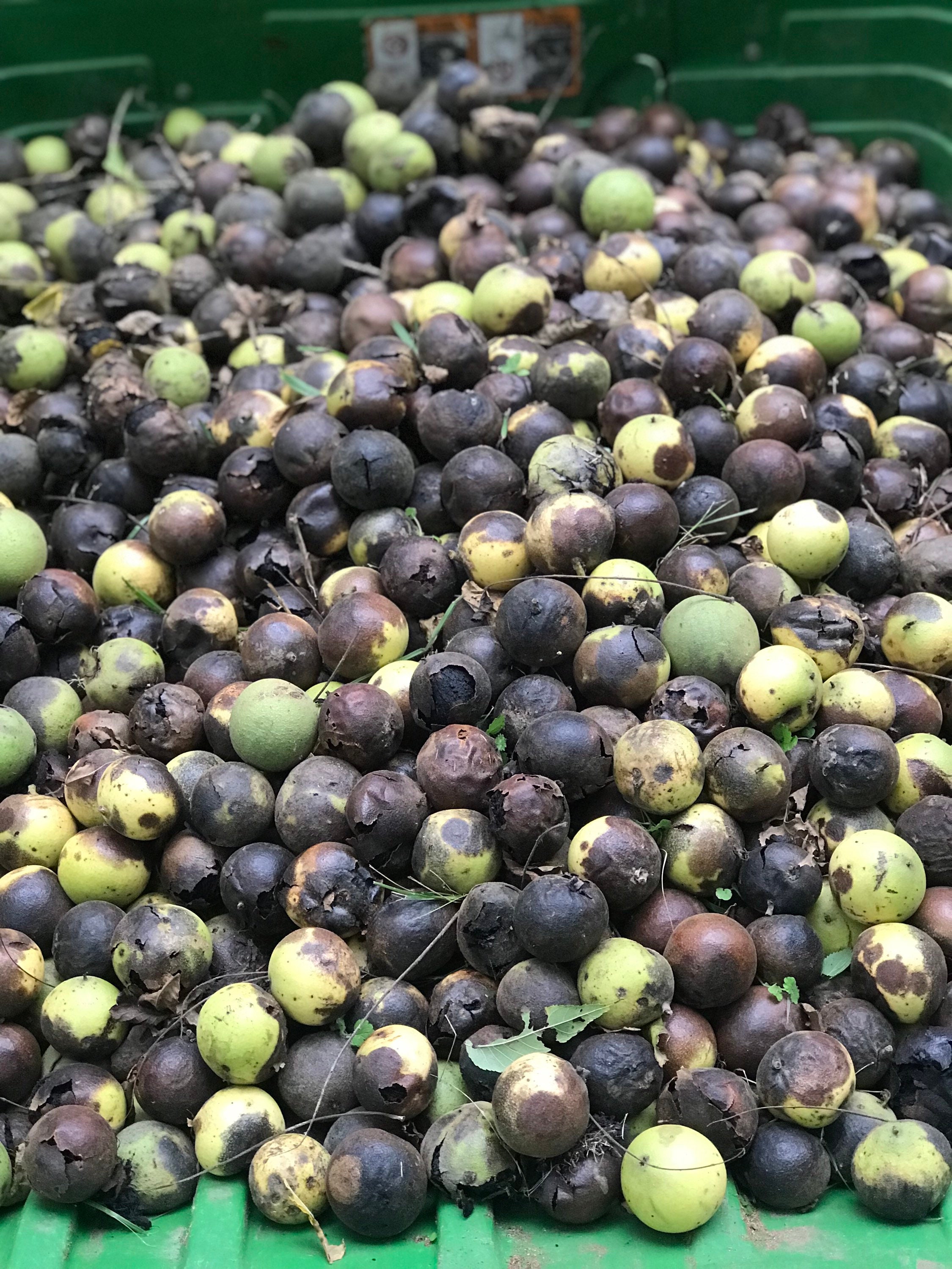 Black Walnut Nuts Hull