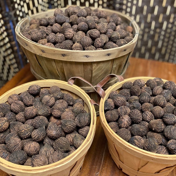 Black Walnuts In The Shell-Organic Foods and Crafts, Baking, Desserts, Wild Harvested, No Pesticides, No Floaters, 2023 Harvest Is In!