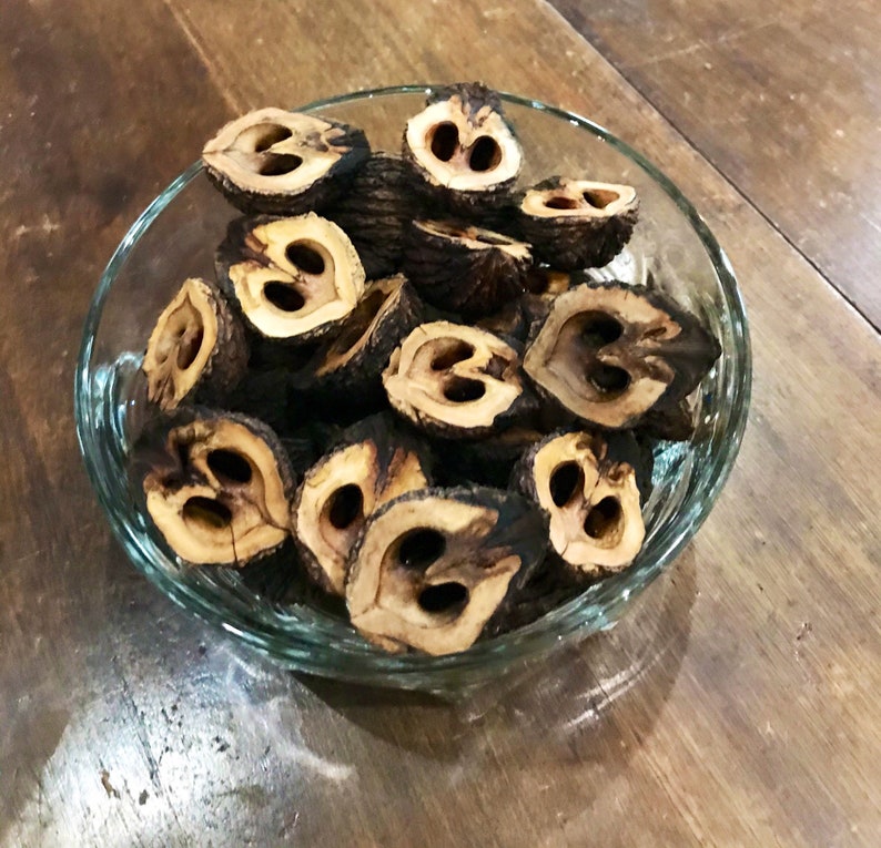 Black Walnut Shells Squirrel Crafts Etsy