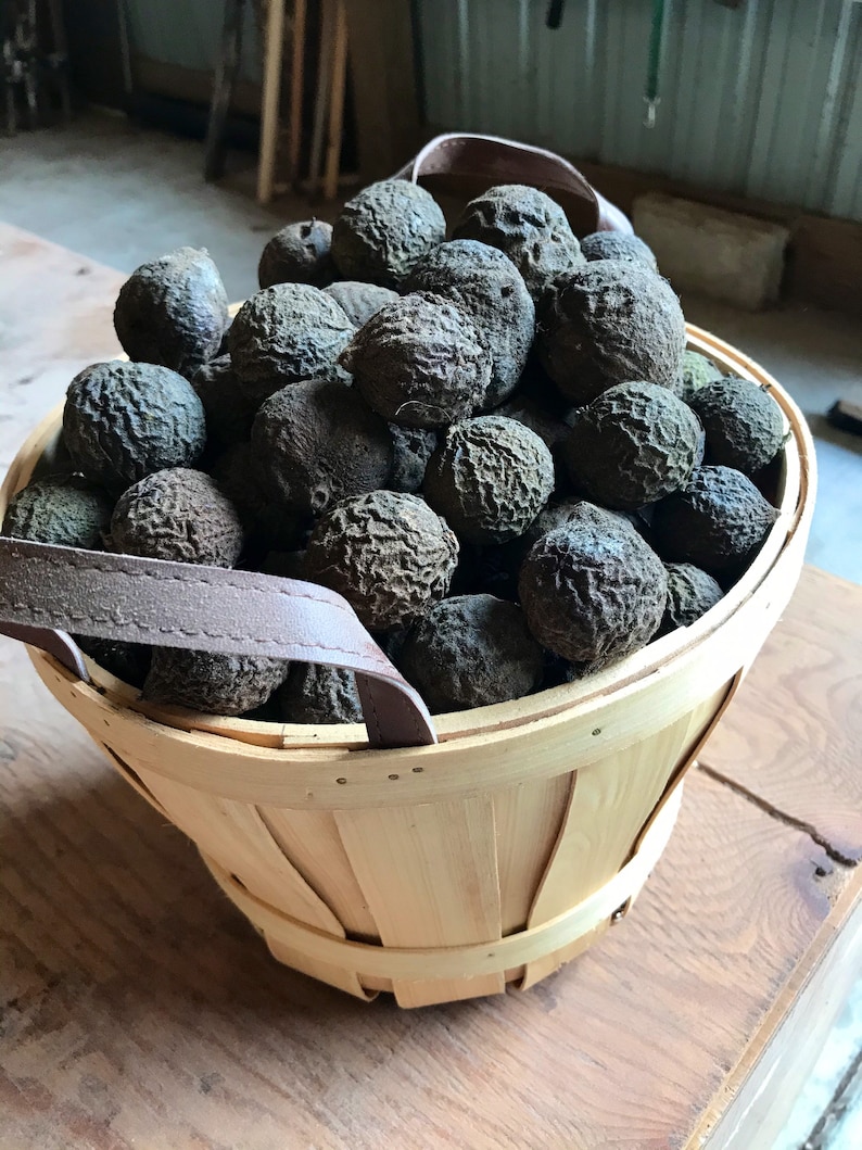 Black Walnuts In Husk Organic Crafting Black Walnut Hulls Etsy