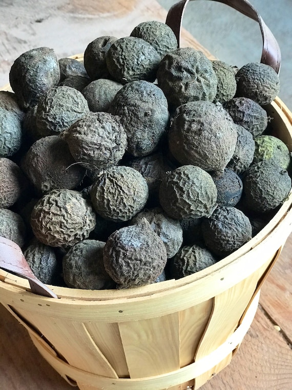Black Walnuts In Husk Organic Crafting Black Walnut Hulls Etsy