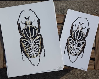 Beetle Framed Goliath - Etsy