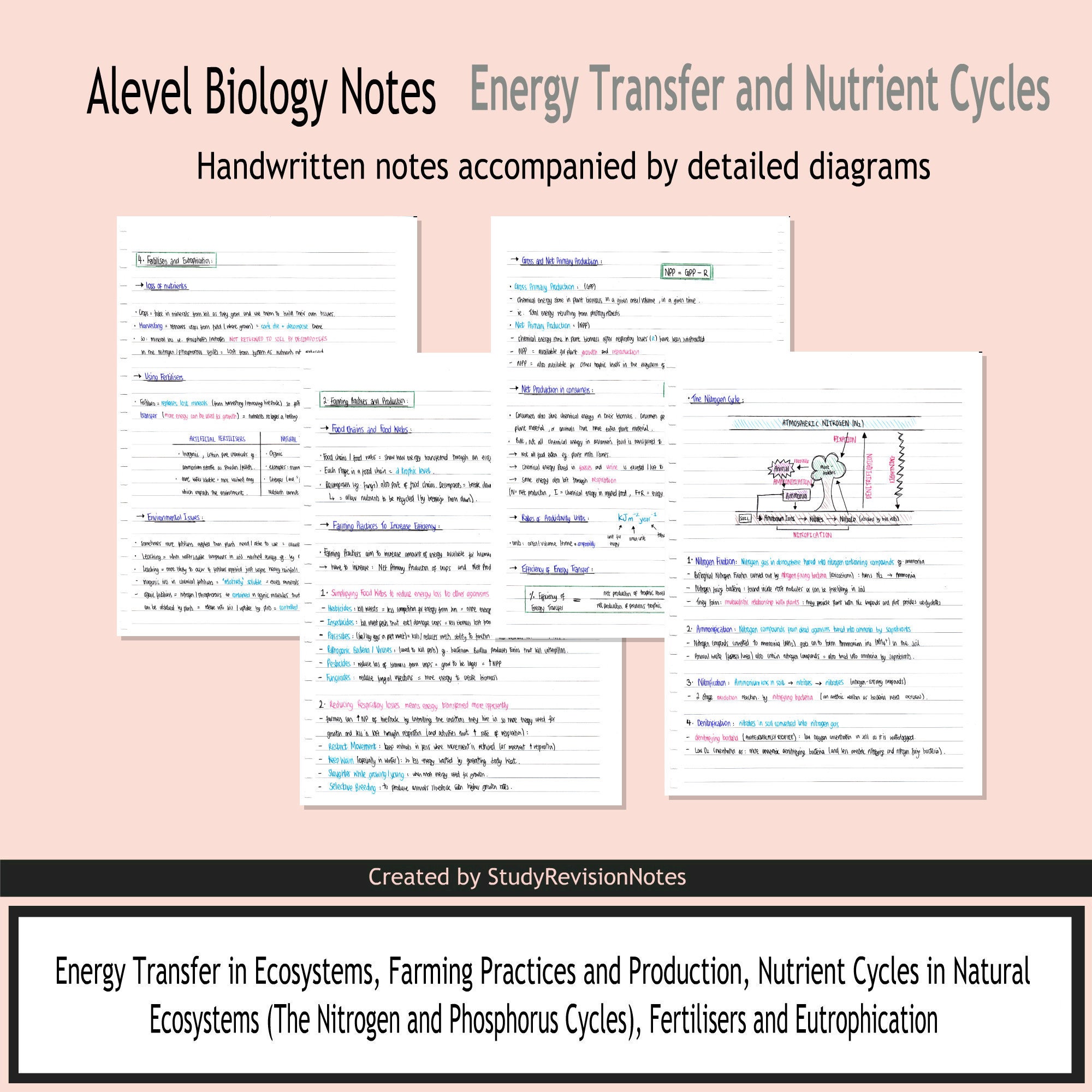 energy transfer essay biology