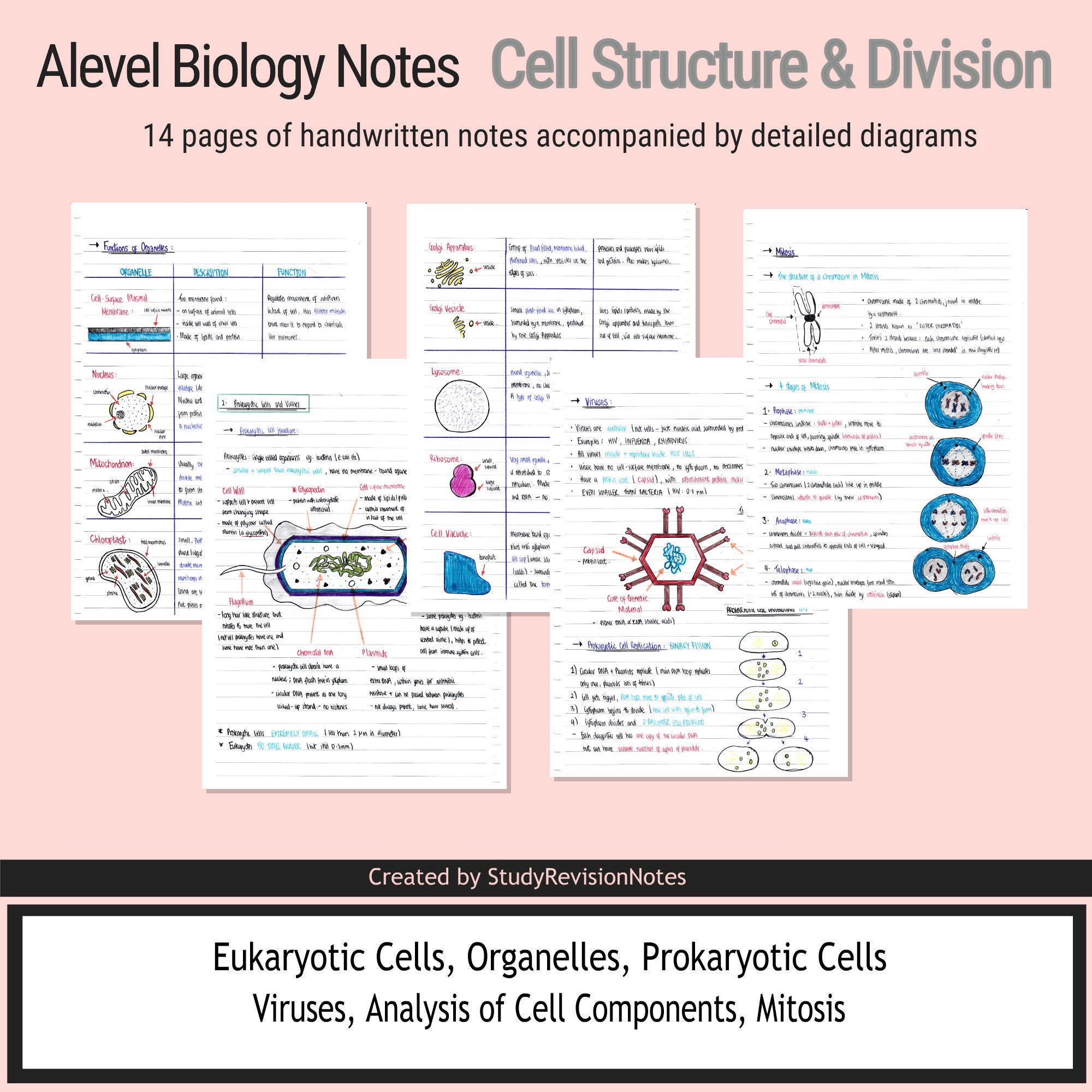 Biology Notes Cell Structure & Division A Student Etsy