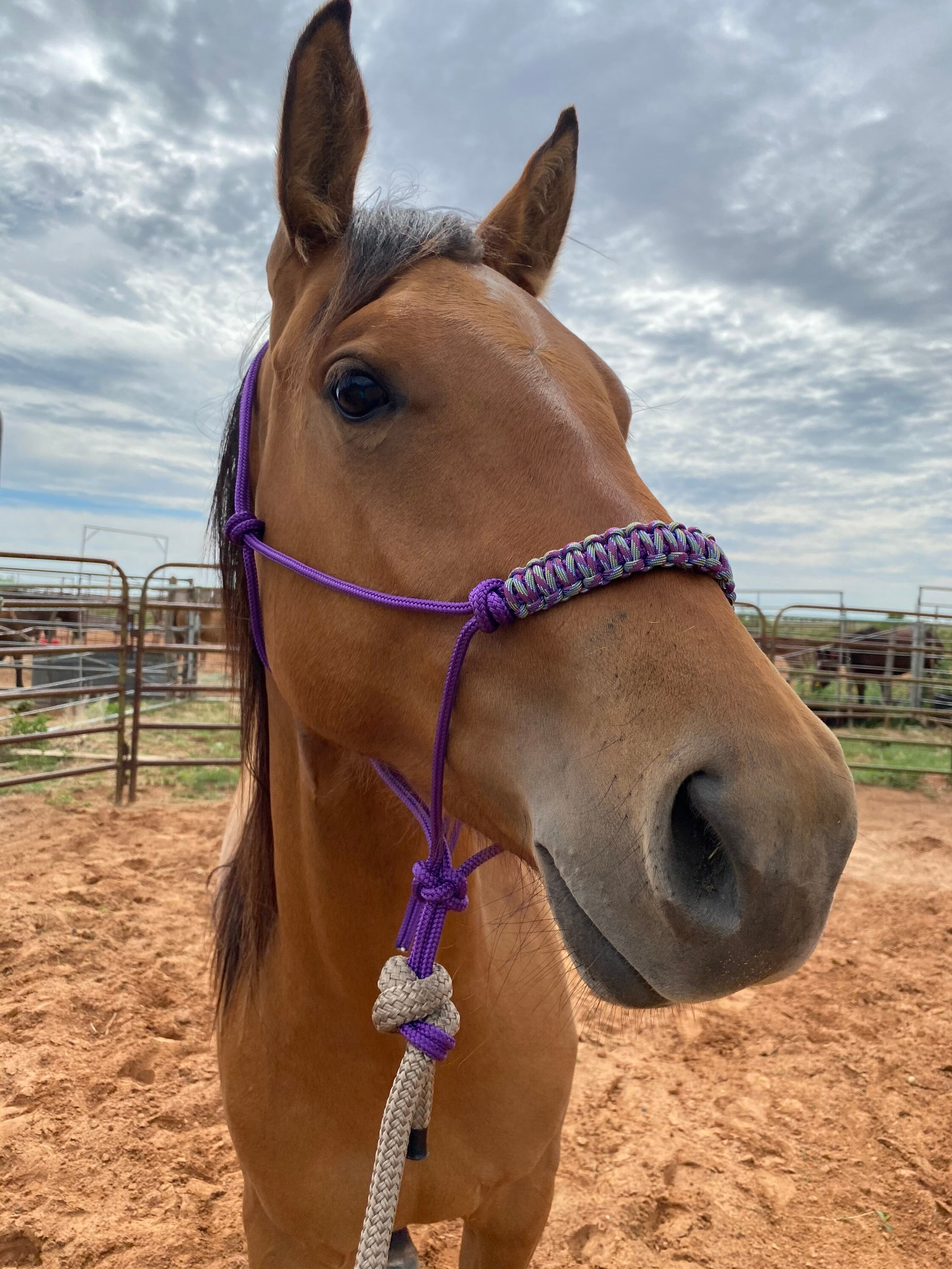 Different Types Of Rope Halters at Robert Dingle blog