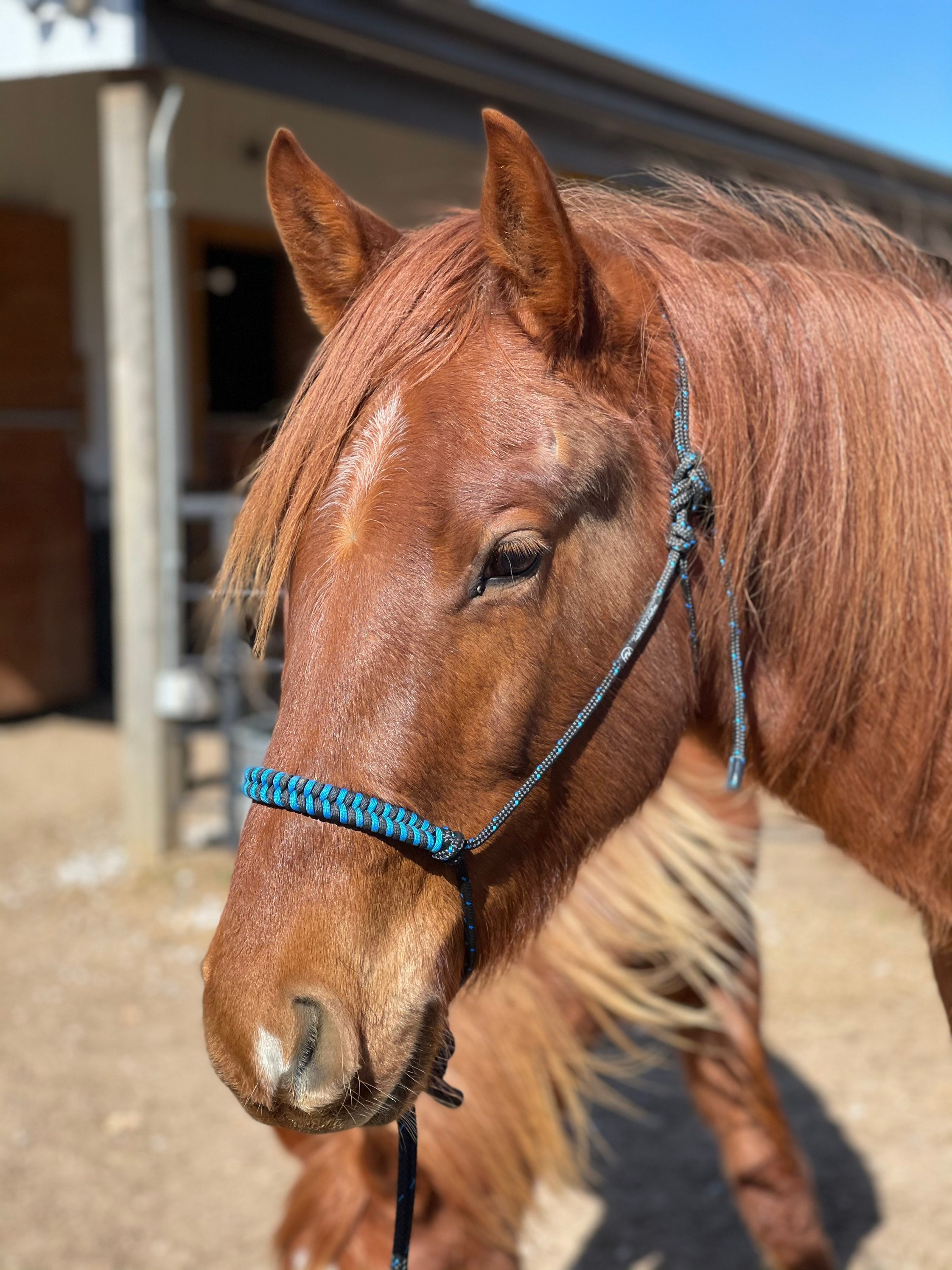 Custom Hand Made Rope Halters Etsy