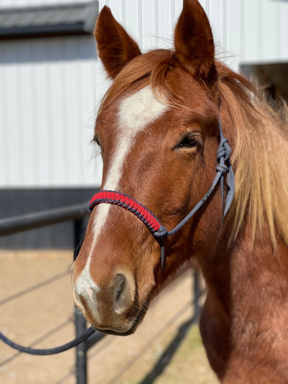 Custom Hand Made Rope Halters Etsy