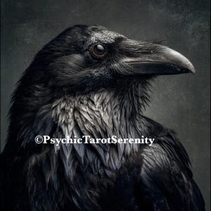 Schwarzer Rabe Geist Begleiter. Abstandsbindung .  Tiefes Wissen.  Weitblick.   Fokus