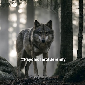 May include: A grey and brown wolf standing in a forest with the text PsychicTarotSerenity overlaid on the image. The wolf has thick fur, pointed ears, and is looking directly forward. The surrounding environment features dark trees and rocks.