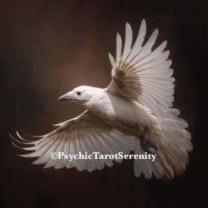 White Raven Spirit Companion. Distance Binding   Psychic Growth   Claire Senses