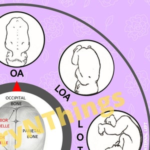 Fetal Position Wheel - Floral - Digital Download PDF