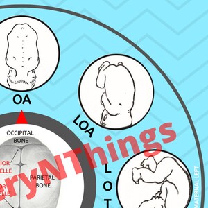 Fetal Position Wheel - Mint - Digital Download PDF