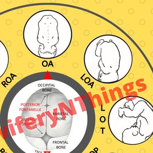 Peut inclure: Un cercle jaune avec un diagramme montrant les différentes positions qu'un bébé peut prendre pendant le travail. Le diagramme montre la tête du bébé et la position des fontanelles. Le texte autour du cercle décrit les différentes positions, telles que ROA, OA, LOA, ROP, OP et LOP.