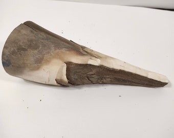 9102 Fossil Bone /& Tooth