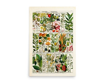 Vintage Epimedium Botaniczna ilustracja Retro plakat wydruk