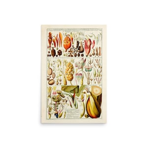 Vintage Plant Table Monandria Botanical Poster Print