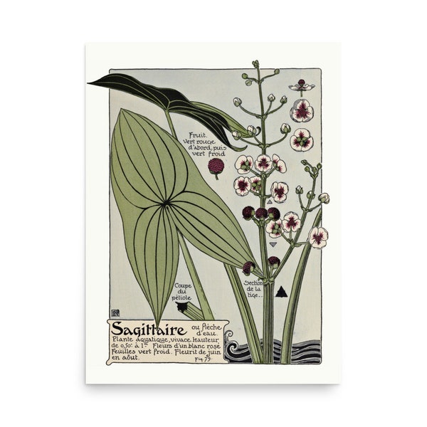 Vintage Sagittaria Aquarium Art Nouveau Retro Botanical Poster Print
