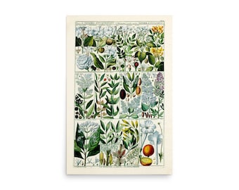 Vintage Diandria Plant Table Botanical Poster Print