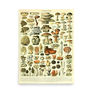 Champignons Mushrooms Scientific Botanical Illustration Retro Vintage Poster Print