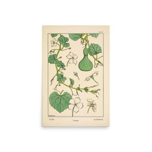 Puede incluir: Una ilustración botánica vintage de una planta de calabaza con hojas verdes, flores blancas y una calabaza verde. La ilustración está etiquetada como "Gourd" y "Die Kalebassen" en alemán.