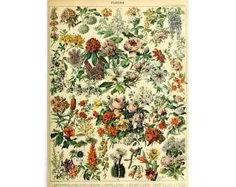 フルールの花、木、低木、レトロヴィンテージ植物イラストポスタープリント