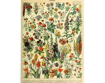 フルールの花一年草と二年草植物レトロヴィンテージポスタープリント