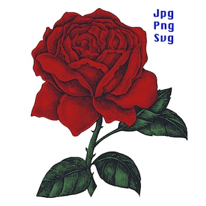 Rose avec tige, JPG, PNG, SVG, téléchargement numérique, HD, image haute qualité