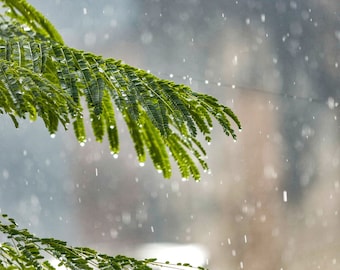 Rain Sounds MP3: 10 Minute Relaxation Audio (Digital Download)