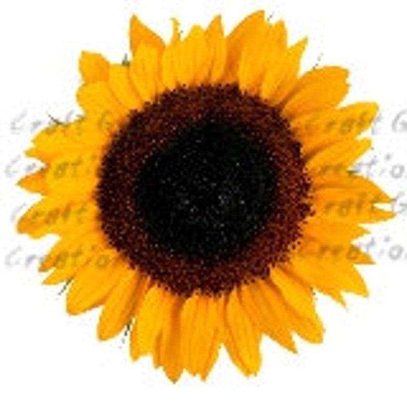 Free Free 191 Sunflower Waterslide Svg SVG PNG EPS DXF File