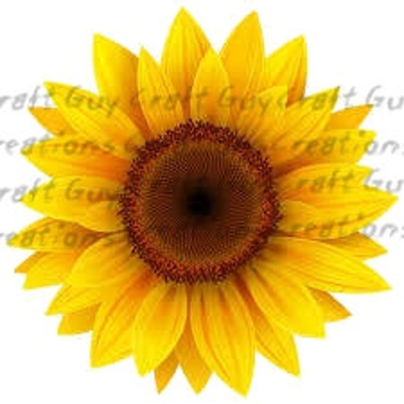 Download Sunflower Waterslide Image PNG SVG Tumbler Waterslide | Etsy